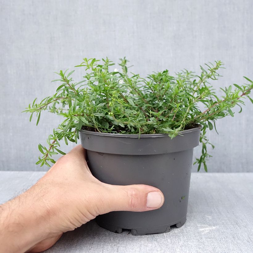 Satureja spicigera  1.5L/2L pot sample as delivered in autumn
