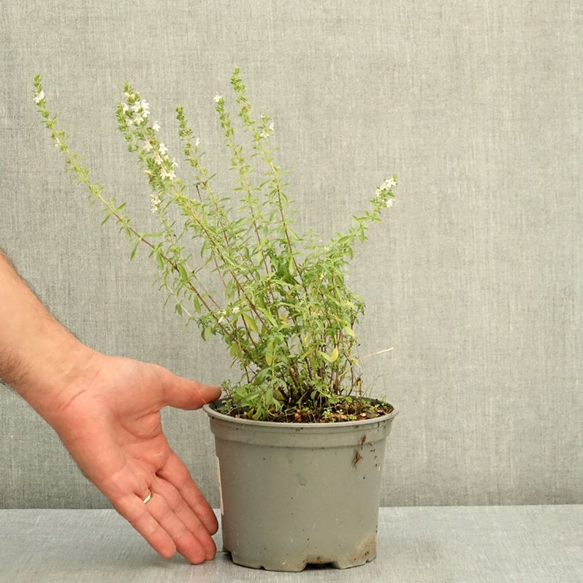 Satureja montana 2L/3L pot sample as delivered in summer