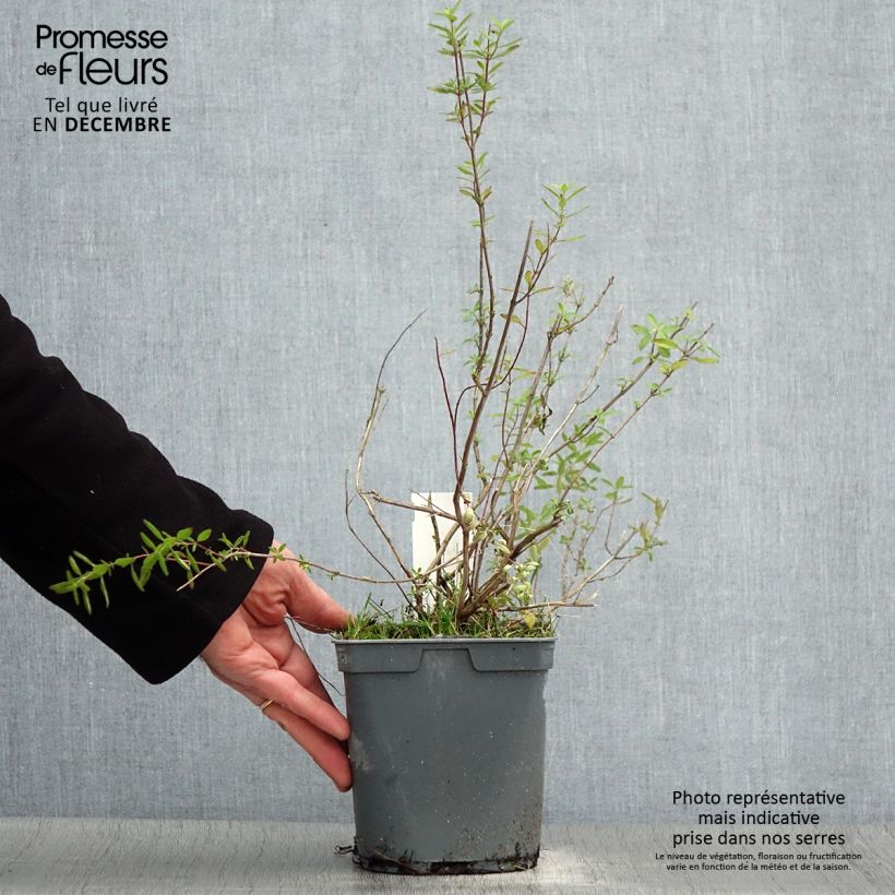 Salvia greggii Amethyst Lips 2L/3L pot sample as delivered in winter