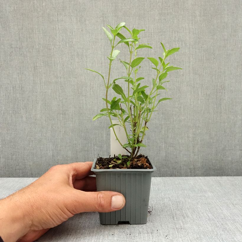 Salvia jamensis Belle de Loire 8/9 cm pot sample as delivered in spring