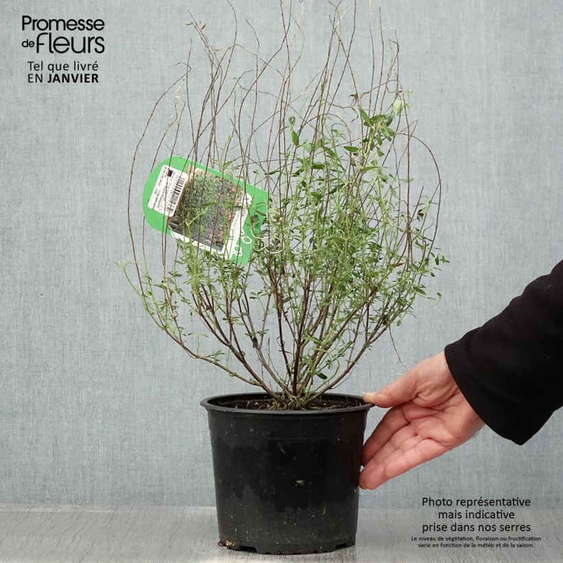 Salvia microphylla Blue Note 2L/3L pot sample as delivered in winter