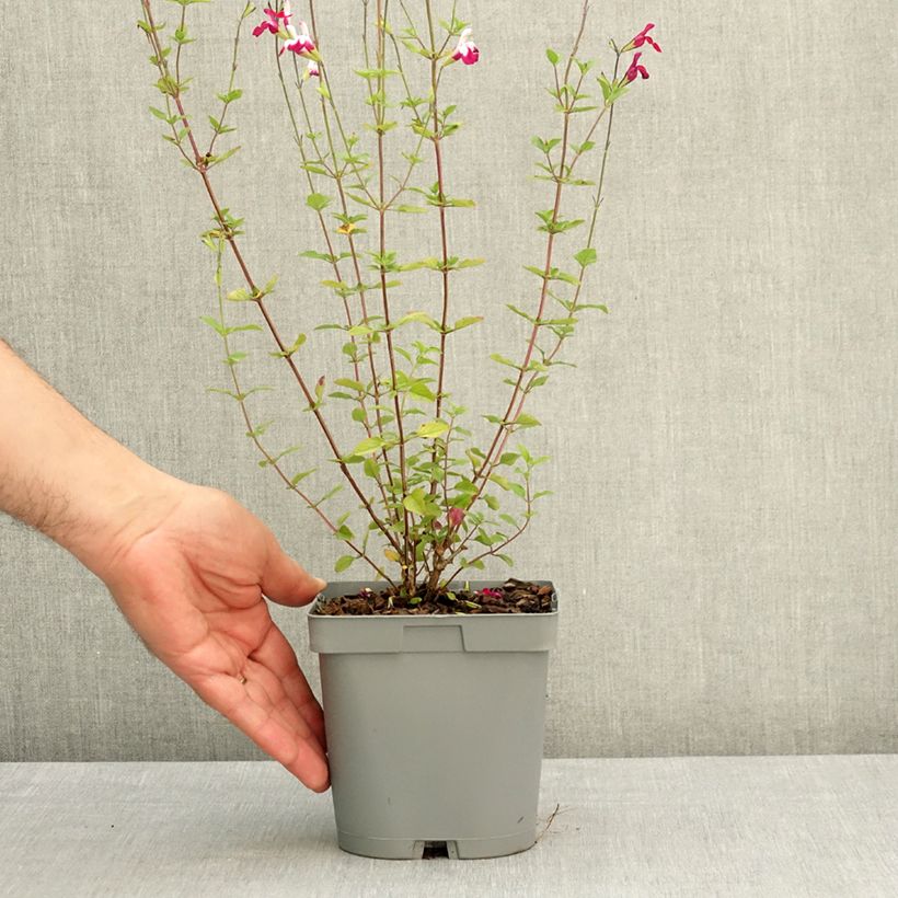 Salvia greggii Cherry Lips 2L/3L pot sample as delivered in spring