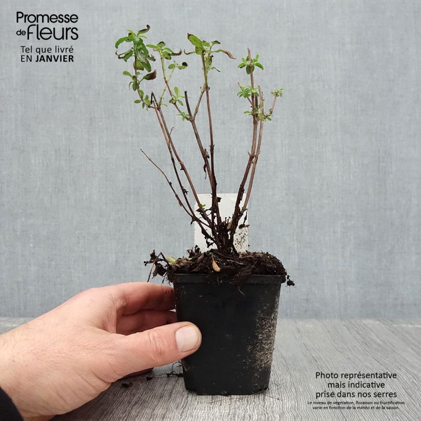 Salvia microphylla Gletsjer 8/9 cm pot sample as delivered in winter