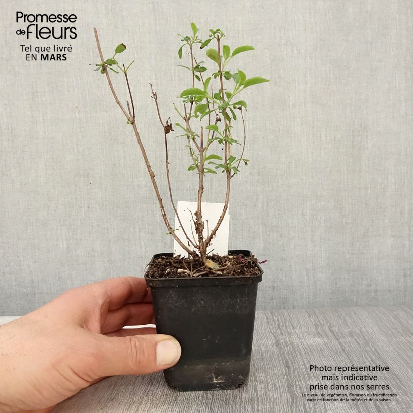 Salvia microphylla Gletsjer 8/9 cm pot sample as delivered in spring