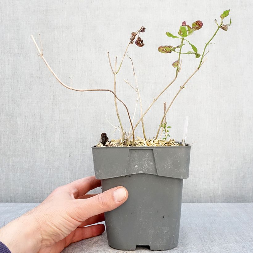 Salvia microphylla Gletsjer 2L/3L pot sample as delivered in spring