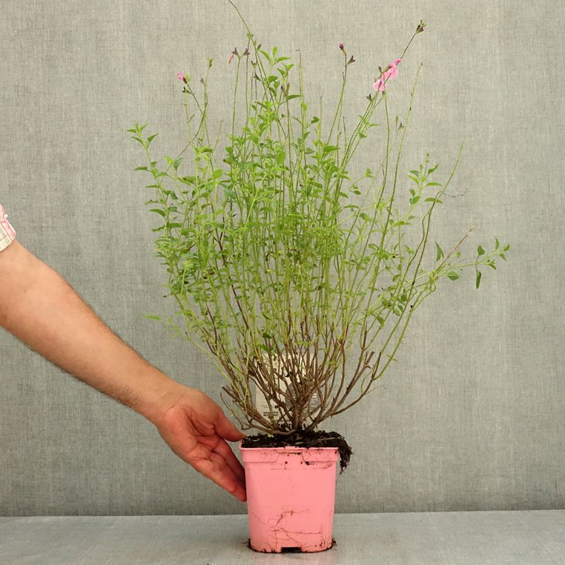 Salvia jamensis Mighty Pink’ Malabar® 2L/3L pot sample as delivered in summer