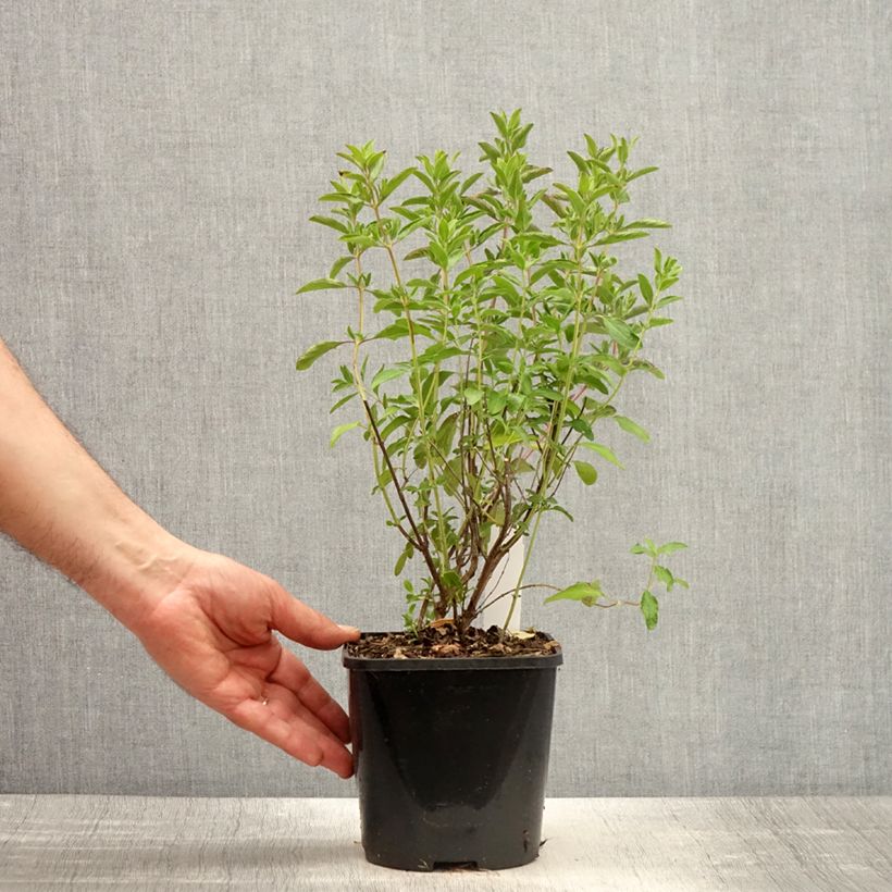 Salvia x microphylla 'Nachtvlinder' (Night Butterfly) 2L/3L pot sample as delivered in spring