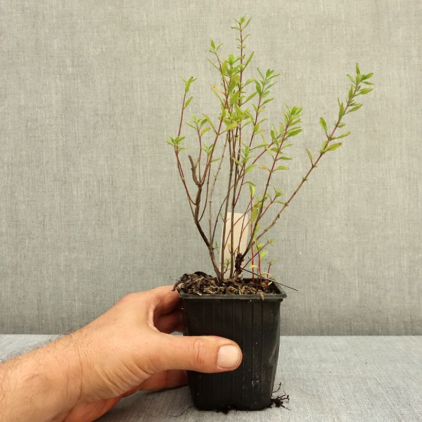 Salvia x microphylla Oriental Dove - Baby Sage 8/9 cm pot sample as delivered in autumn