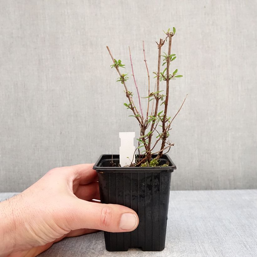 Salvia x microphylla Oriental Dove - Baby Sage 8/9 cm pot sample as delivered in winter