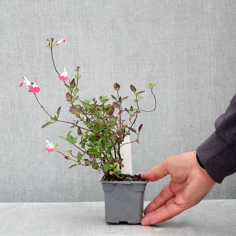 Salvia microphylla Pink Lips 8/9 cm pot sample as delivered in autumn