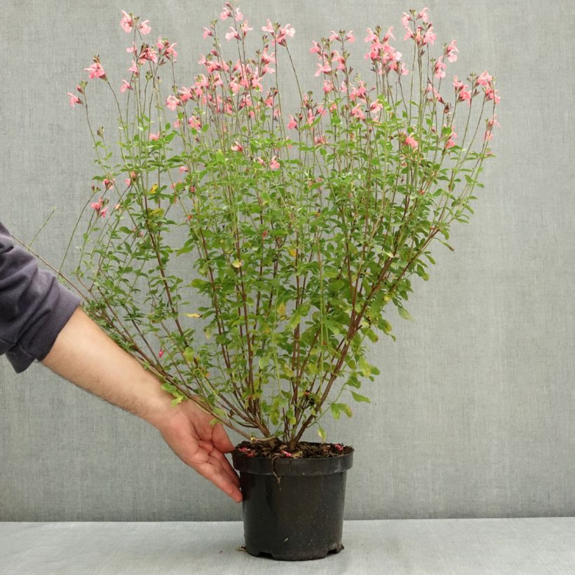 Salvia jamensis Pluenn 2L/3L pot sample as delivered in summer