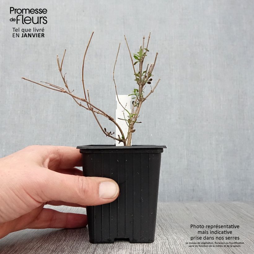 Salvia jamensis Reve Rouge 8/9 cm pot sample as delivered in winter