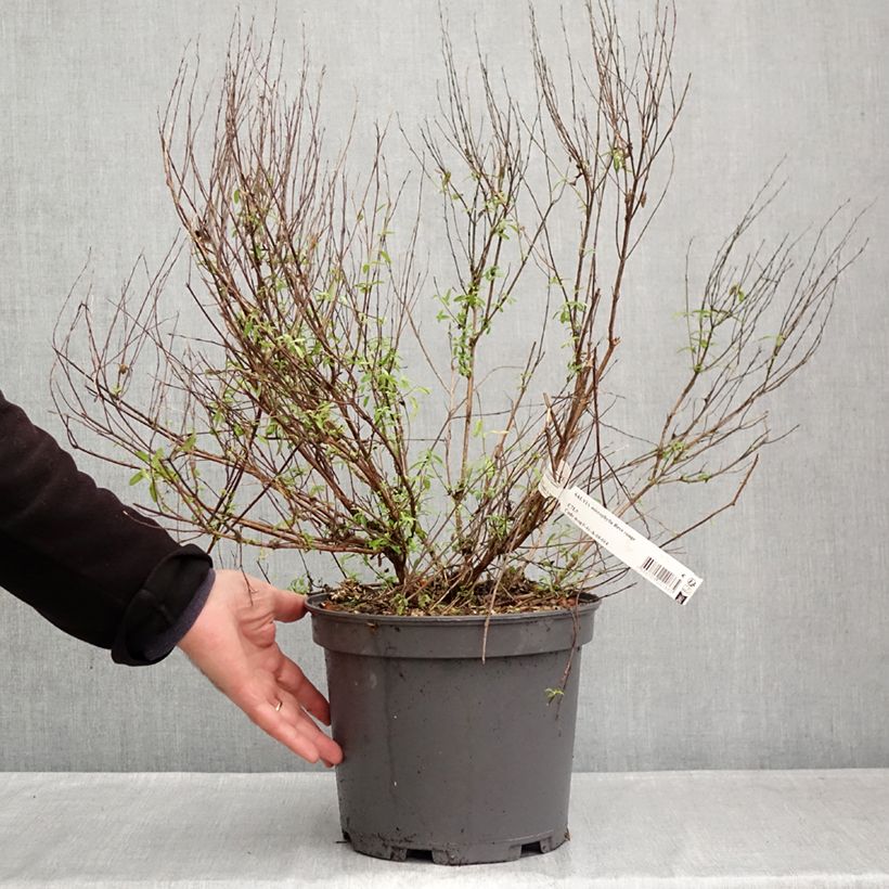 Salvia jamensis Reve Rouge 4L/5L pot sample as delivered in autumn