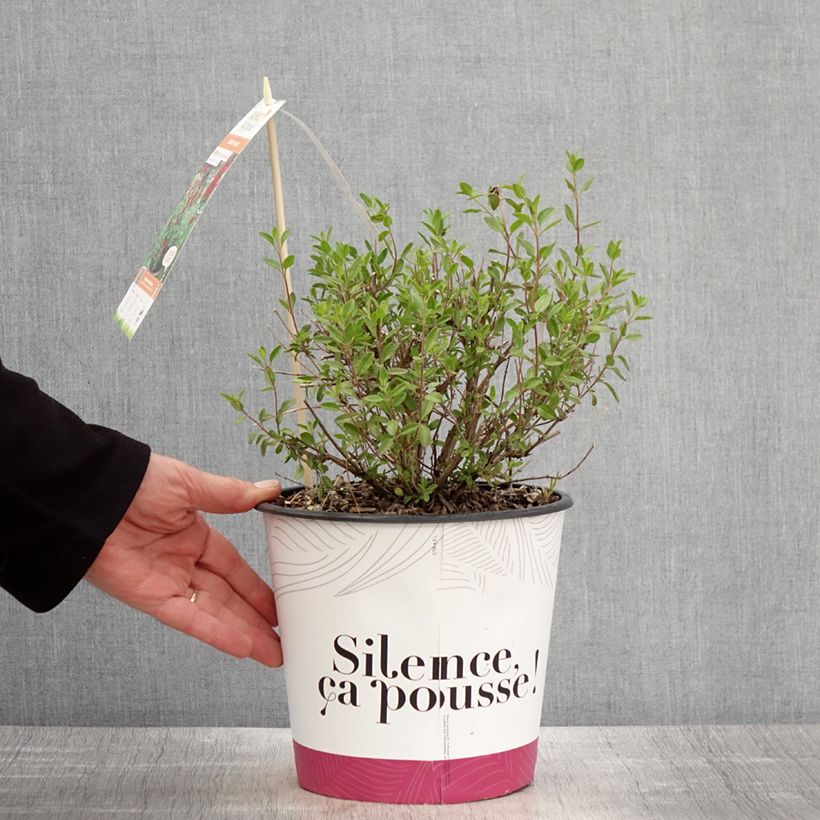 Salvia jamensis Reve Rouge 4L/5L pot sample as delivered in spring