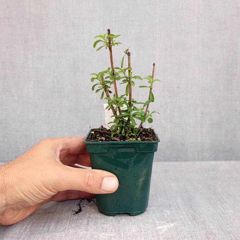 Salvia greggii Mirage Burgundy 8/9 cm pot sample as delivered in autumn