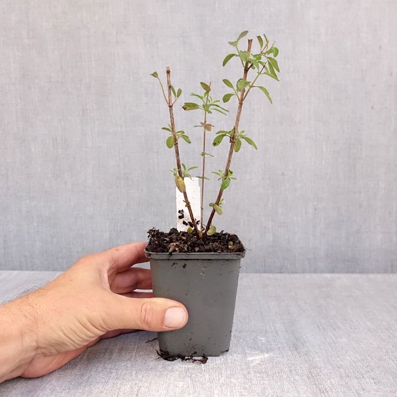 Salvia greggii Mirage Violet 8/9 cm pot sample as delivered in autumn