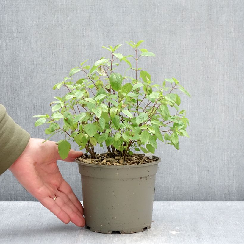 Salvia microphylla grahamii Hot Lips 2L/3L pot sample as delivered in winter