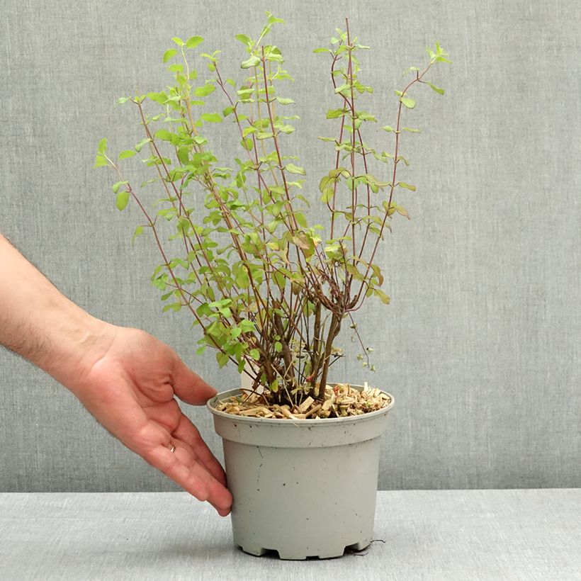 Salvia microphylla grahamii Hot Lips 2L/3L pot sample as delivered in spring