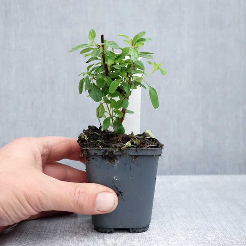 Salvia So Cool Pale Blue 8/9 cm pot sample as delivered in autumn