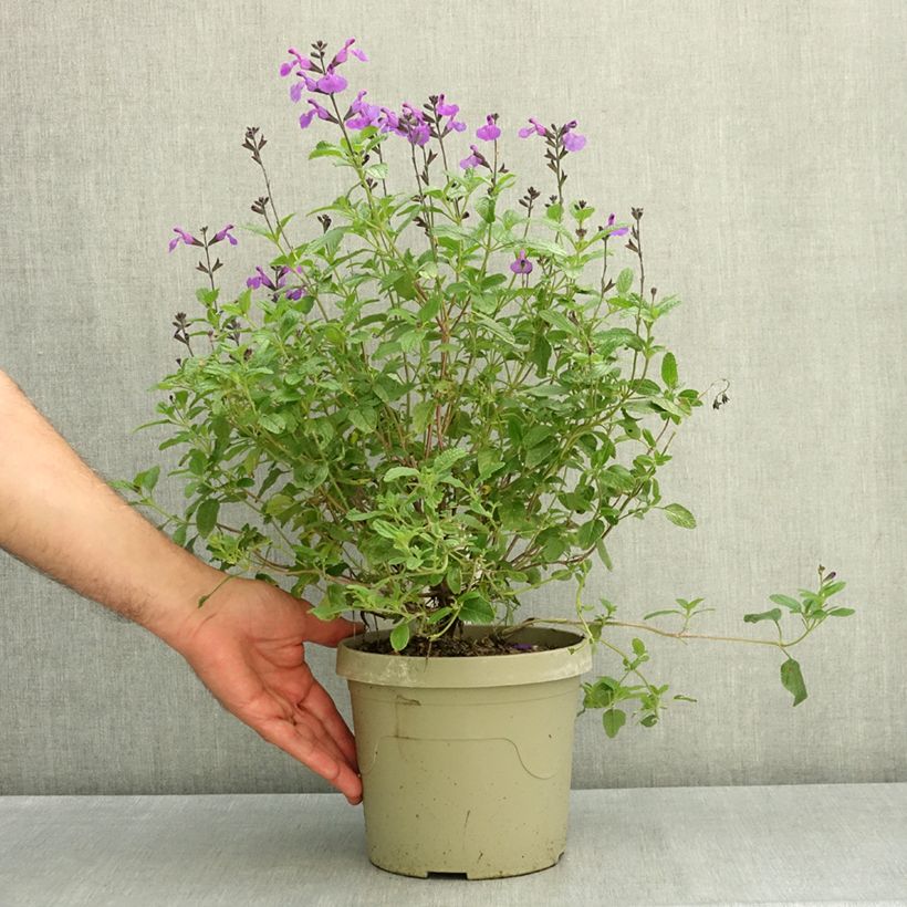 Salvia microphylla So Cool Purple 3L/4L pot sample as delivered in summer
