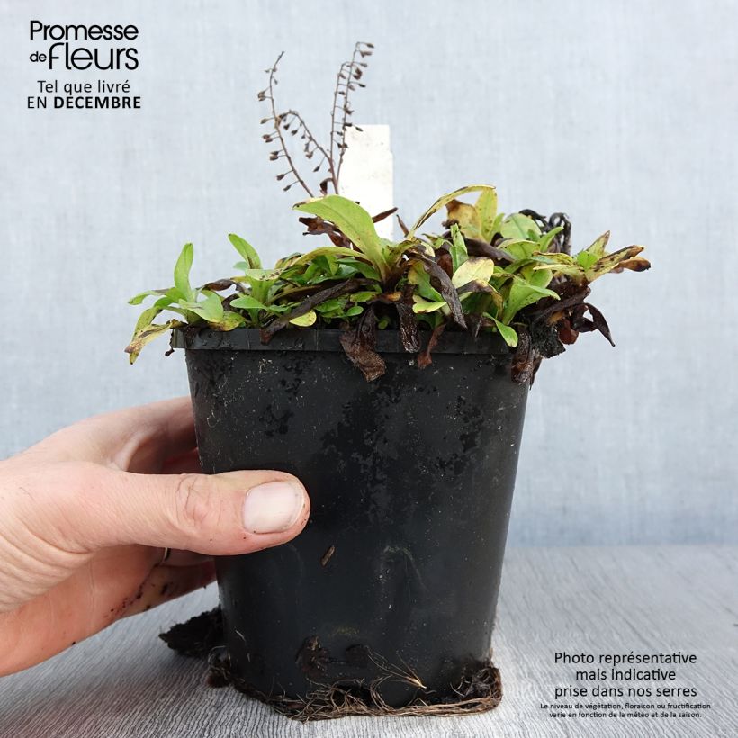 Salvia argentea  1.5L/2L pot sample as delivered in winter