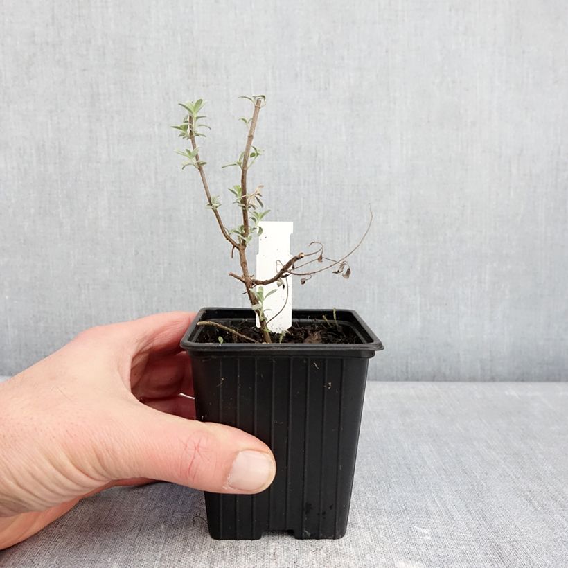 Salvia Isochroma  8/9 cm pot sample as delivered in winter