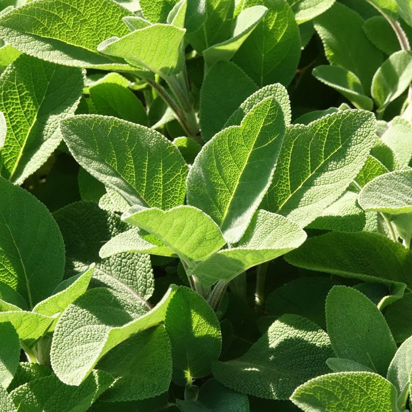 Salvia officinalis Berggarten (Foliage)