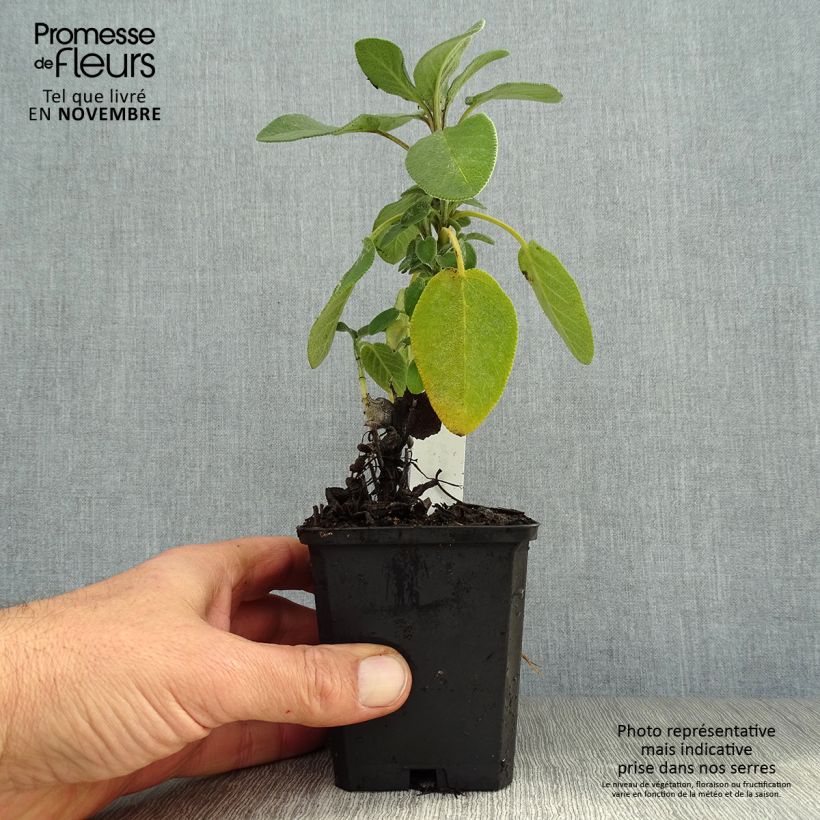 Salvia officinalis Berggarten 8/9 cm pot sample as delivered in autumn