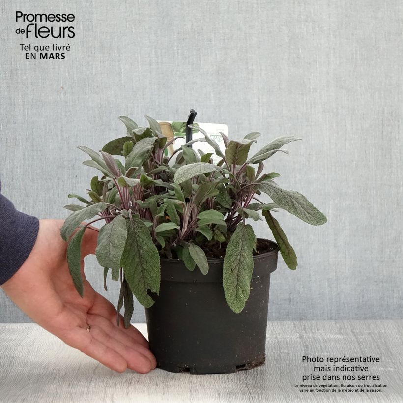 Salvia officinalis Purpurascens 1.5L/2L pot sample as delivered in spring