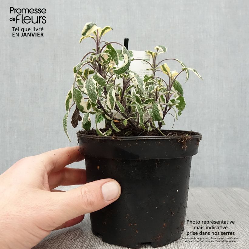 Salvia officinalis Tricolor 1.5L/2L pot sample as delivered in winter