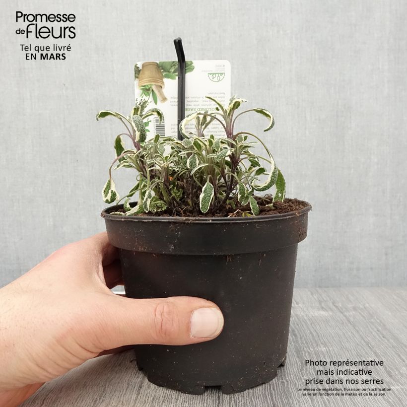 Salvia officinalis Tricolor 1.5L/2L pot sample as delivered in spring