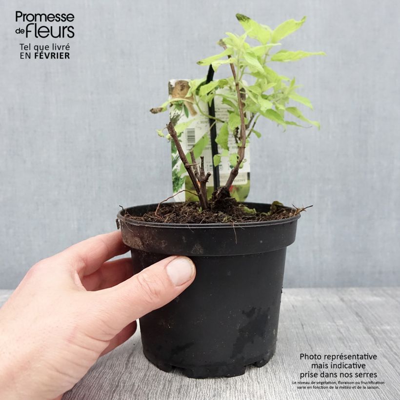 Salvia elegans Golden Delicious 1.5L/2L pot sample as delivered in winter