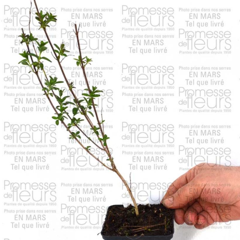 Example of Salvia jamensis Sierra San Antonio 8/9 cm pot specimen as delivered