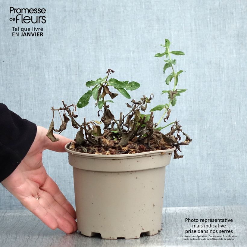 Salvia nemorosa Amethyst - Woodland Sage 2L/3L pot sample as delivered in winter