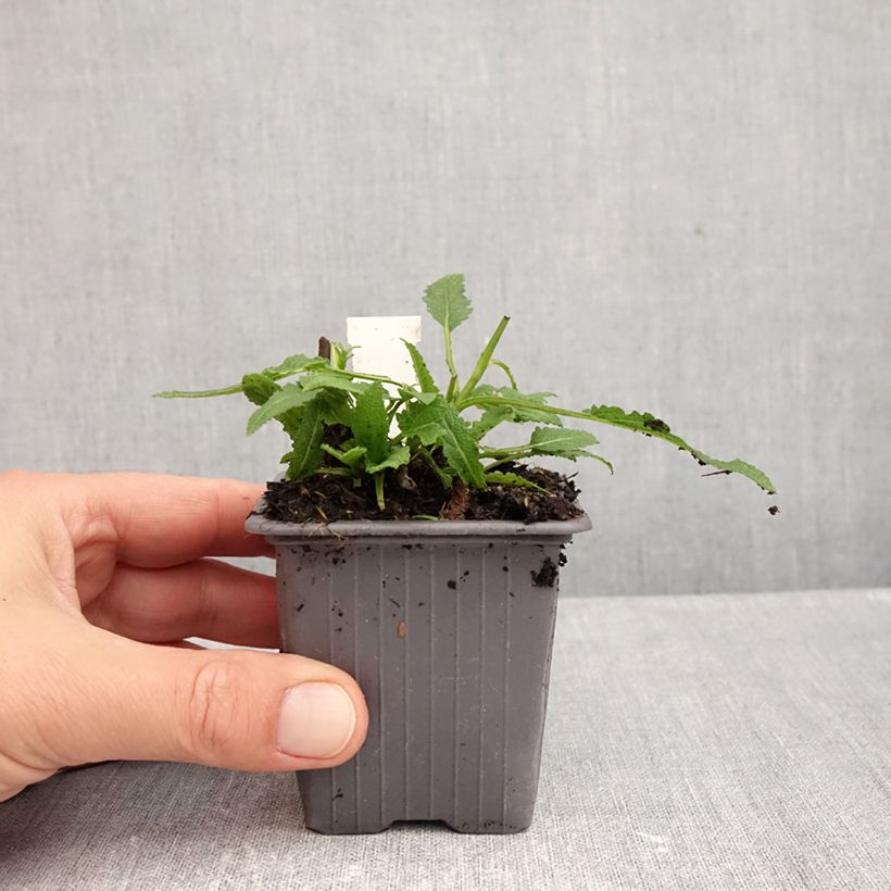 Salvia nemorosa Caradonna Pink - Woodland Sage 8/9 cm pot sample as delivered in autumn