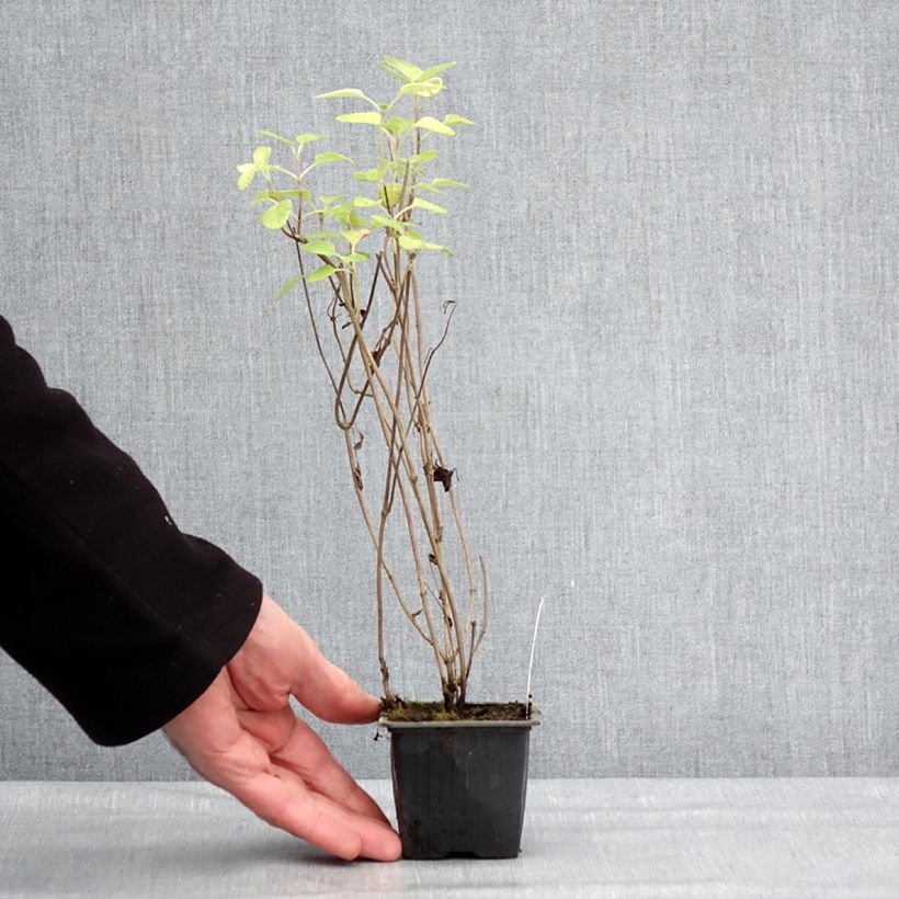 Salvia setulosa  8/9 cm pot sample as delivered in winter