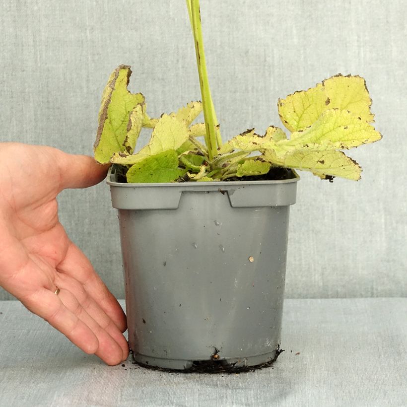 Salvia sclarea 1.5L/2L pot sample as delivered in summer