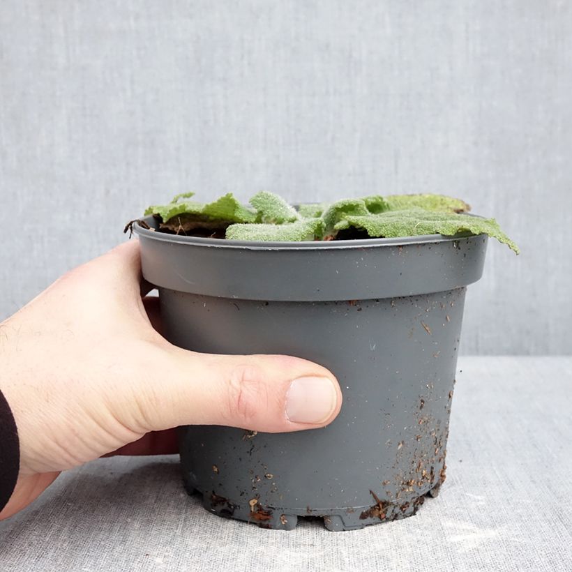 Salvia sclarea 1.5L/2L pot sample as delivered in winter