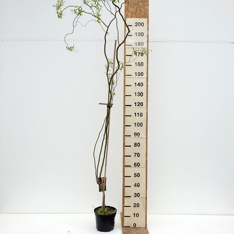 Salix alba Dart's Snake - White Willow 4L/5L pot sample as delivered in spring