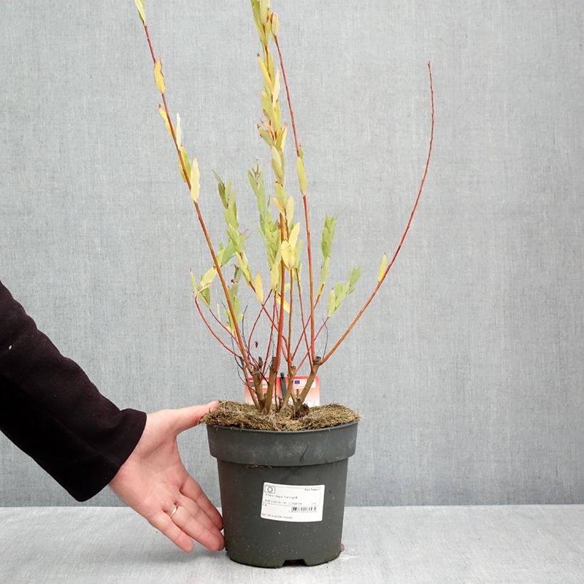Salix integra Flamingo - Flamingo Willow 2L/3L pot sample as delivered in autumn