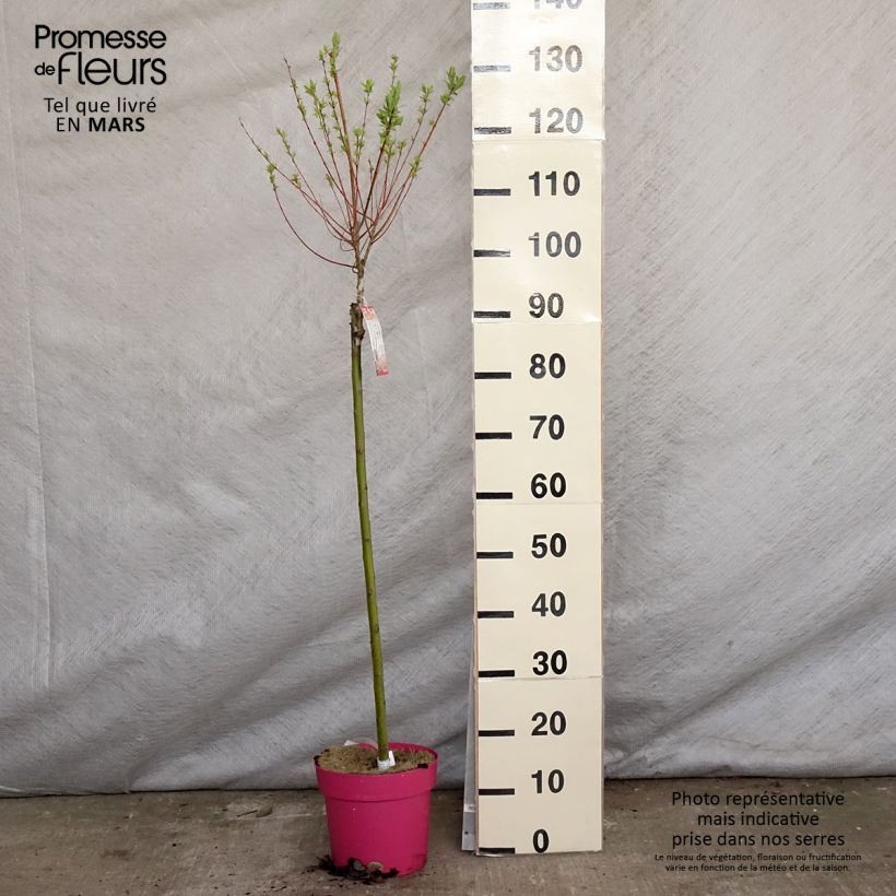 Salix integra Flamingo - Flamingo Willow 4L/5L pot sample as delivered in spring