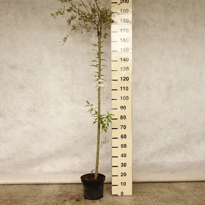 Salix integra Hakuro-Nishiki - Flamingo Willow 7.5L/10L pot, Standard sample as delivered in summer