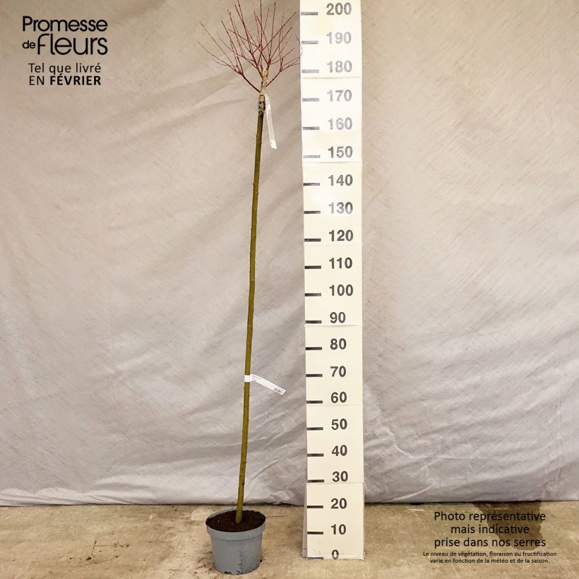 Salix integra Hakuro-Nishiki - Flamingo Willow 7.5L/10L pot sample as delivered in winter