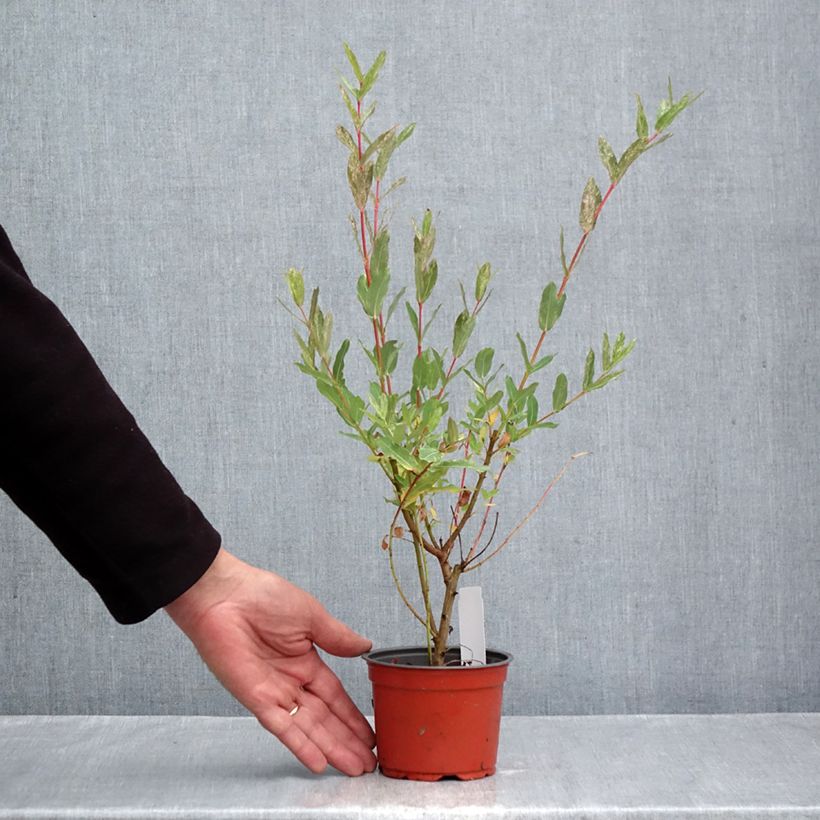 Salix integra Hakuro-Nishiki - Flamingo Willow 10cm/11cm pot sample as delivered in autumn