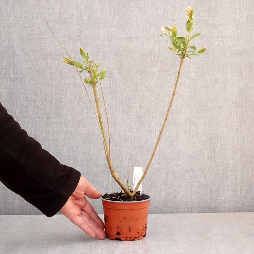 Salix integra Hakuro-Nishiki - Flamingo Willow 10cm/11cm pot sample as delivered in spring