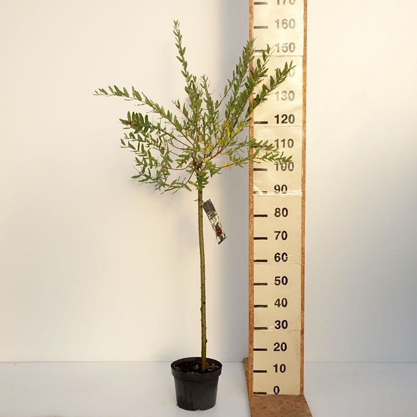 Salix integra Hakuro-Nishiki - Flamingo Willow 4L/5L pot, Standard sample as delivered in autumn
