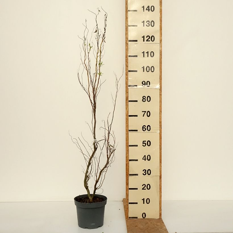 Salix matsudana Tortuosa - Dragon's Claw Willow 2L/3L pot sample as delivered in autumn