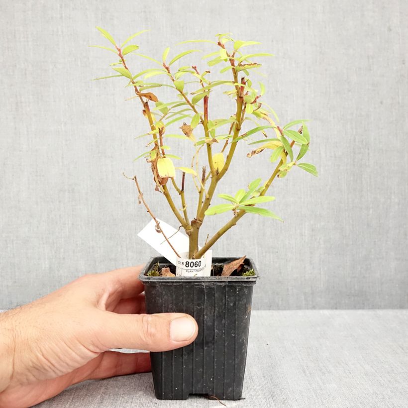 Salix sachalinensis Golden Sunshine - Sachalin Willow 8/9 cm pot sample as delivered in autumn