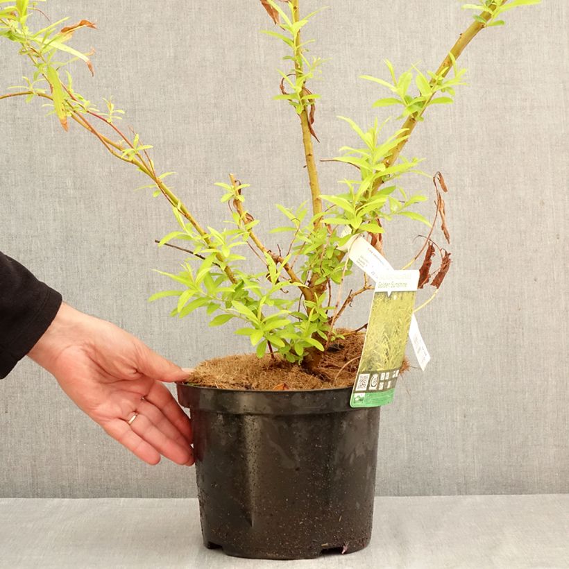 Salix sachalinensis Golden Sunshine - Sachalin Willow 4L/5L pot sample as delivered in autumn