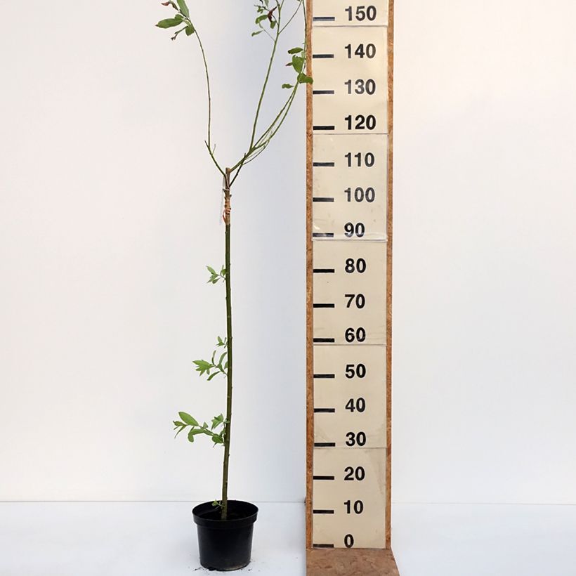 Salix gracilistyla Melanostachys - Rosegold Pussy Willow 3L/4L pot sample as delivered in autumn